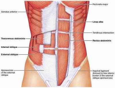 breathing muscles and singing tips for vocalists where is the diaphragm