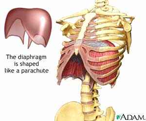 Breathing Muscles and Singing: Tips for Vocalists diagram of the vocal mechanism 